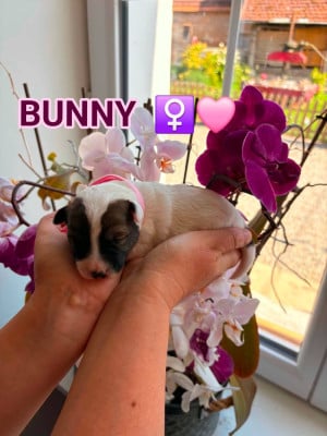 Jack Russell Terrier