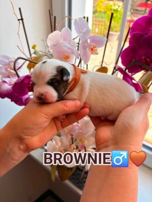 BROWNIE - Jack Russell Terrier