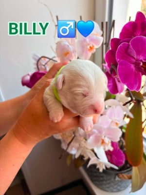BILLY - Jack Russell Terrier