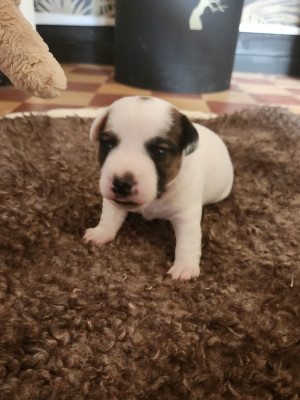 Les chiots de Jack Russell Terrier