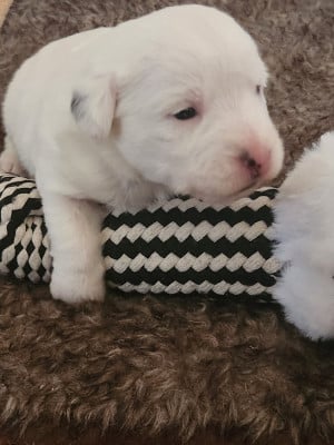 Les chiots de Jack Russell Terrier
