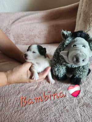 Les chiots de Jack Russell Terrier