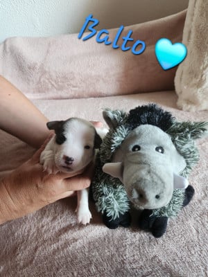 BALTO - Jack Russell Terrier