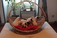 Jack Russell Terrier - Du Domaine Des Deux étoiles