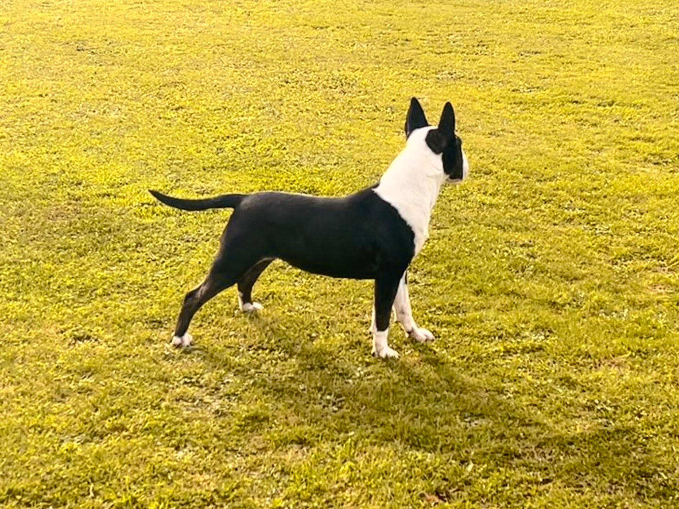 Trick or treat À kind of magic