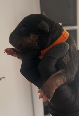 Les chiots de Bull Terrier