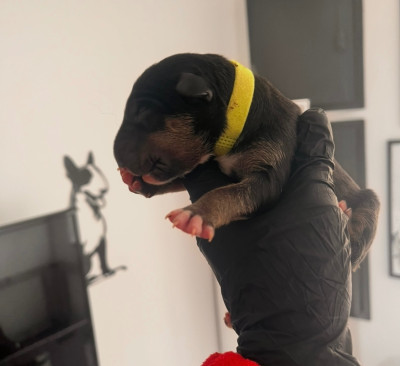 Les chiots de Bull Terrier