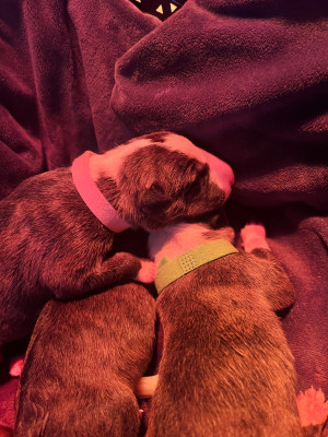 Les chiots de Bull Terrier