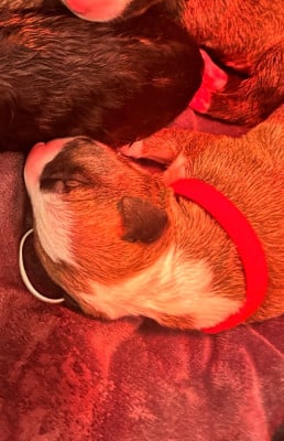 Les chiots de Bull Terrier