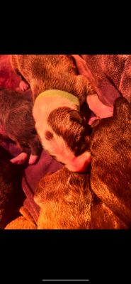 Les chiots de Bull Terrier