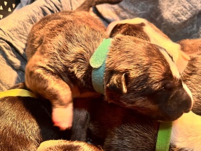 Les chiots de Bull Terrier