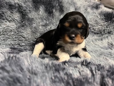 Les chiots de Epagneul Breton