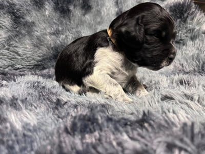Les chiots de Epagneul Breton