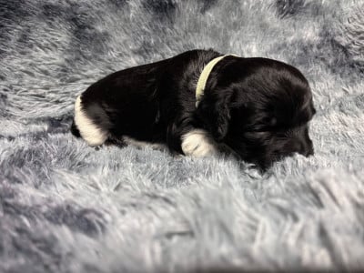Les chiots de Epagneul Breton