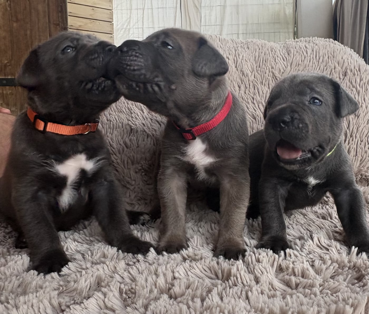 Cane Corso - Des Gardiens Des Sept Collines