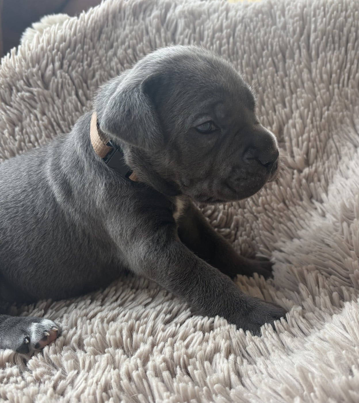 Collier marron - Cane Corso