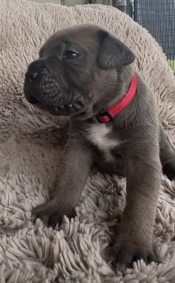 Collier rouge - Cane Corso