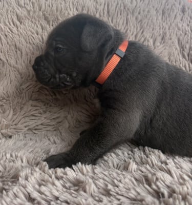 Collier orange - Cane Corso