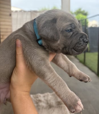 Collier bleu - Cane Corso