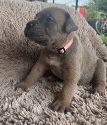 Collier rose - Cane Corso