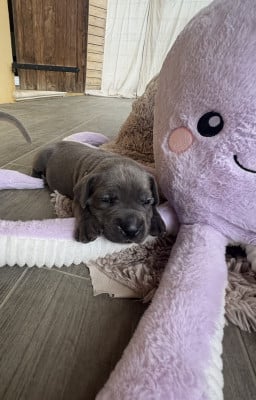 Ollier violet - Cane Corso
