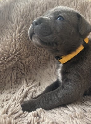 Collier jaune - Cane Corso