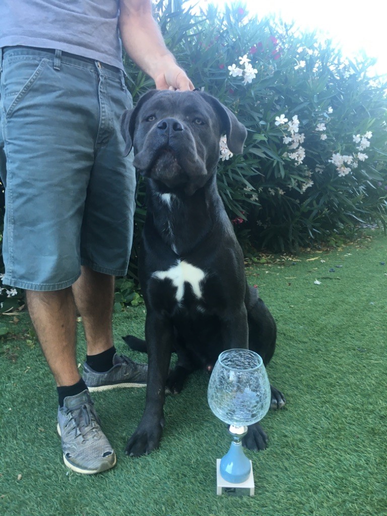 CH. Raiko Des Gardiens Des Sept Collines - 1er excellent meilleur jeune, 4ème ring d?honneur du groupe 2