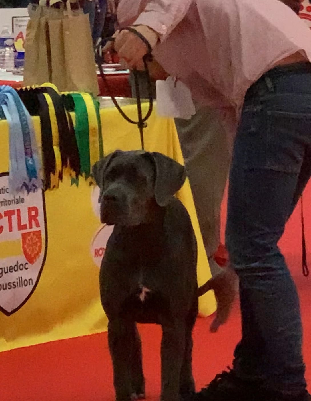 Arizona Des Gardiens Des Sept Collines - 1ere très prometteur classe puppy