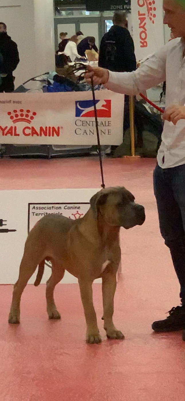 Atlas Des Gardiens Des Sept Collines - 1er excellent meilleur puppy