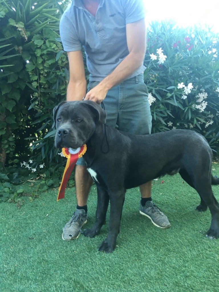 CH. Raiko Des Gardiens Des Sept Collines - 4ème excellent classe jeune