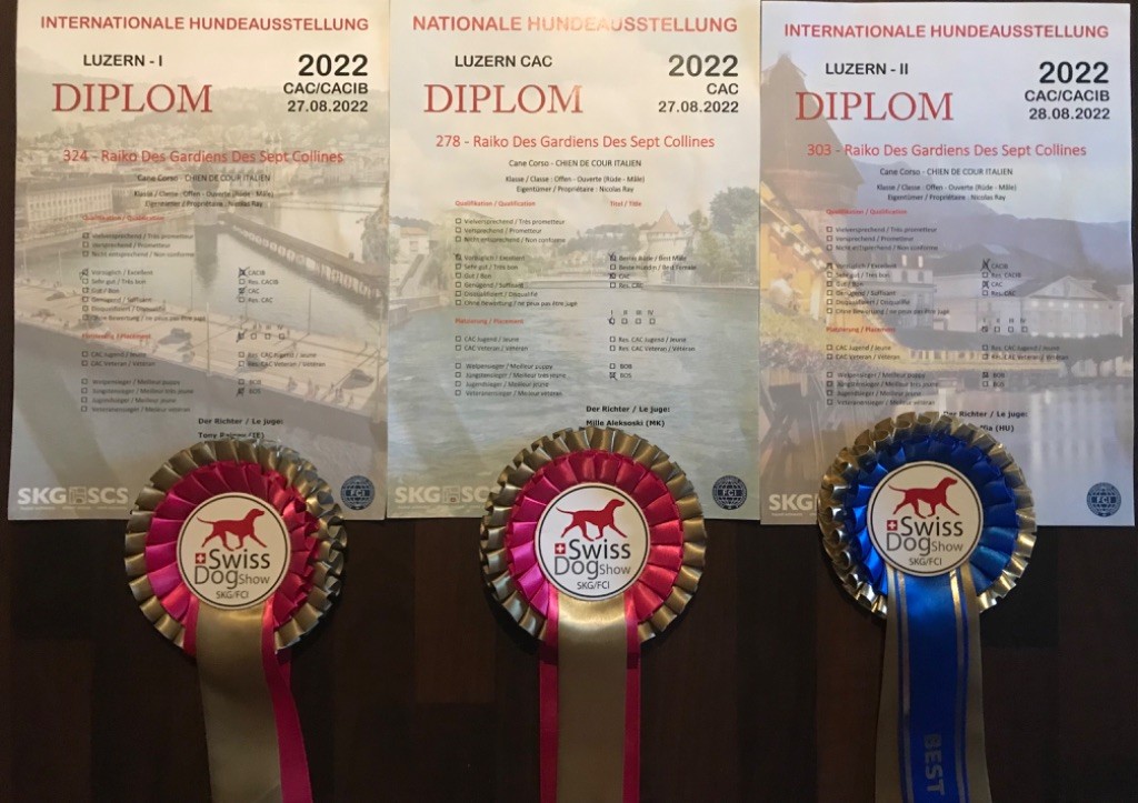 CH. Raiko Des Gardiens Des Sept Collines - 1er excellent classe ouvert CACS Meilleur sexe opposé