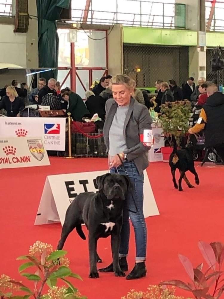 CH. Raiko Des Gardiens Des Sept Collines - 1er excellent classe intermédiaire CACS