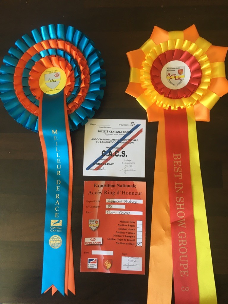 CH. Raiko Des Gardiens Des Sept Collines - 1er excellent classe intermédiaire CACS, meilleur de Race, 3eme du groupe 2