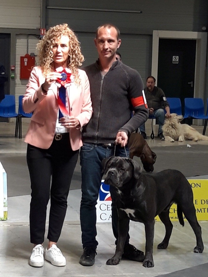 CH. Raiko Des Gardiens Des Sept Collines - 1er excellent classe intermédiaire, CACS, meilleur de race