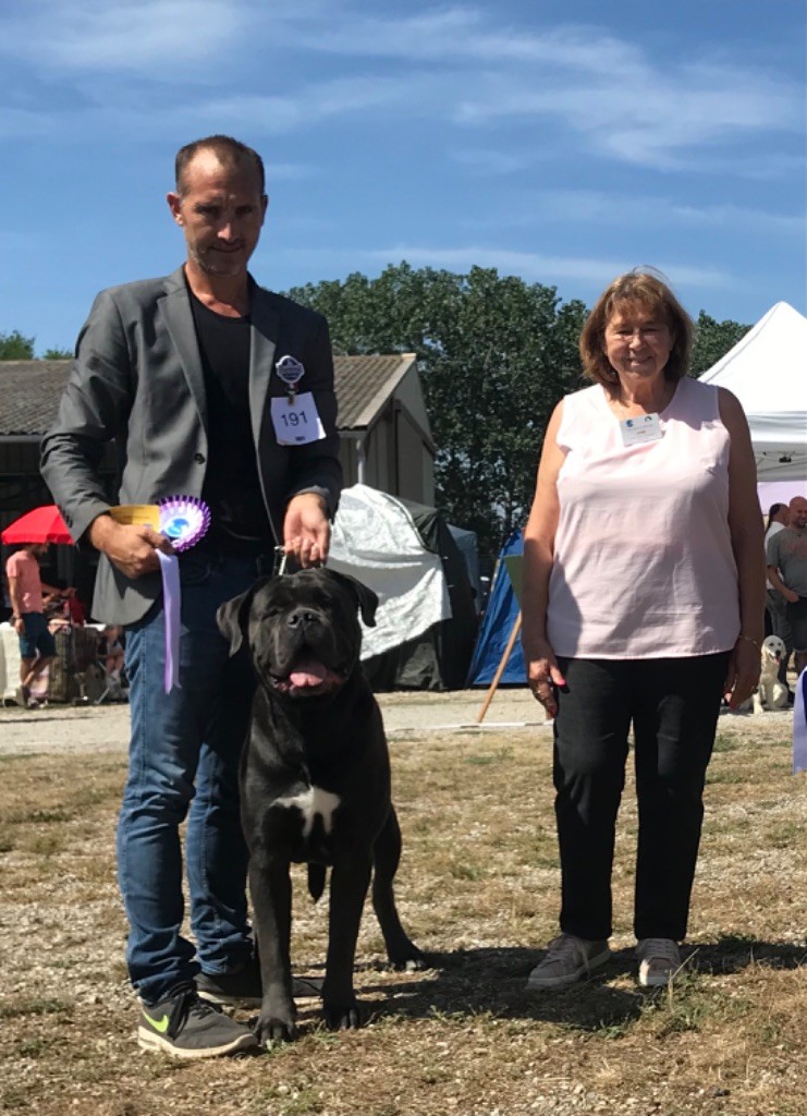 CH. Raiko Des Gardiens Des Sept Collines - 1 excellent classe intermédiaire CACS meilleur de race