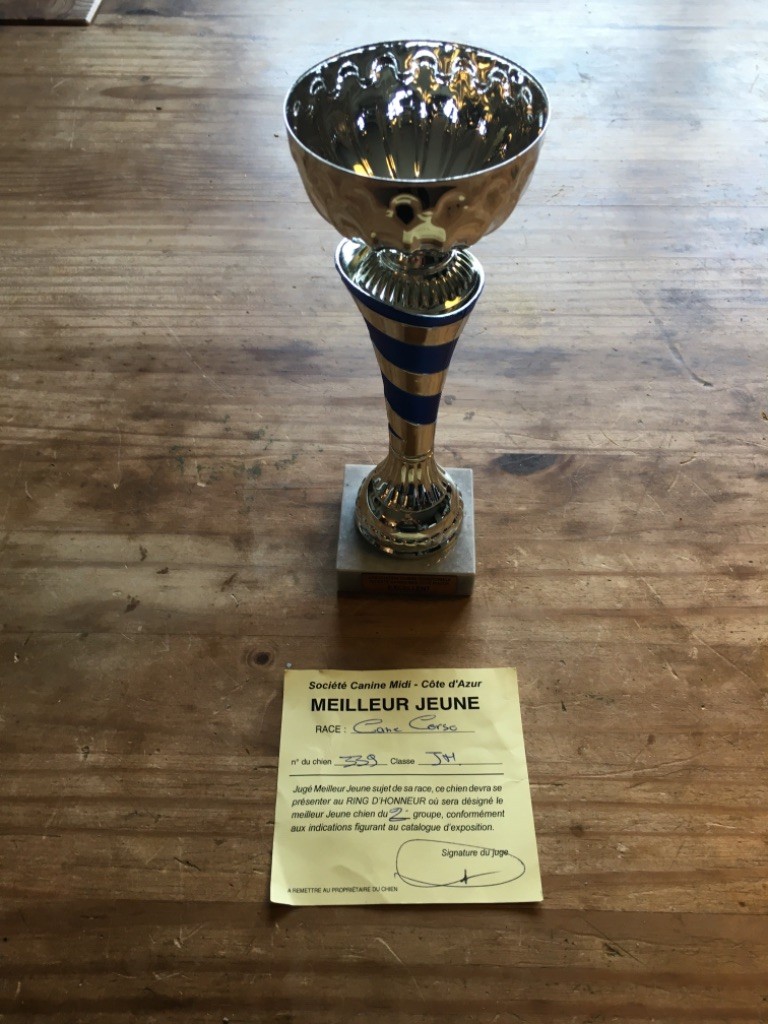 CH. Raiko Des Gardiens Des Sept Collines - 1er excellent classe jeune, meilleur jeune