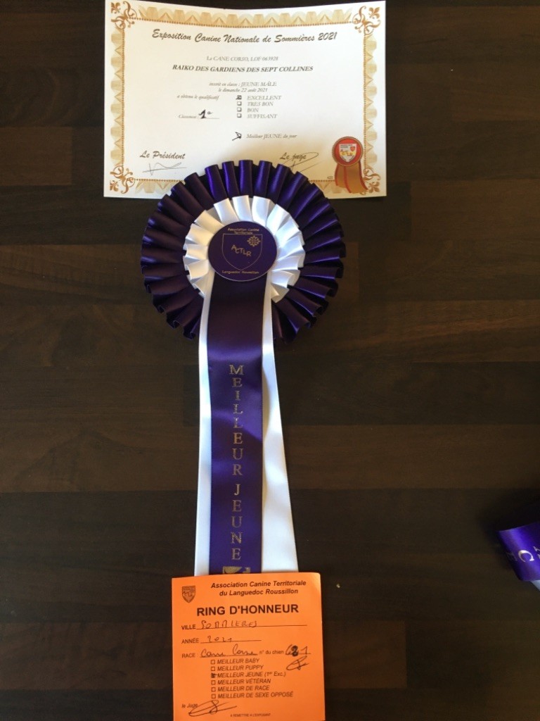 CH. Raiko Des Gardiens Des Sept Collines - Classe jeune : 1er excellent, meilleur jeune