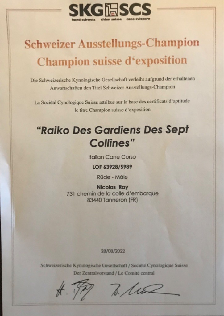 CH. Raiko Des Gardiens Des Sept Collines - 1er excellent classe ouvert CACS CACIB Meilleur de Race