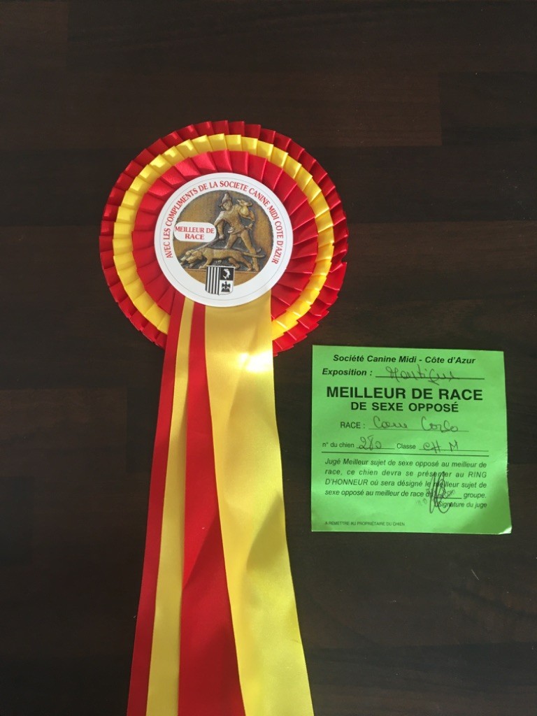 CH. Raiko Des Gardiens Des Sept Collines - 1er excellent classe champion meilleur de sexe opposée