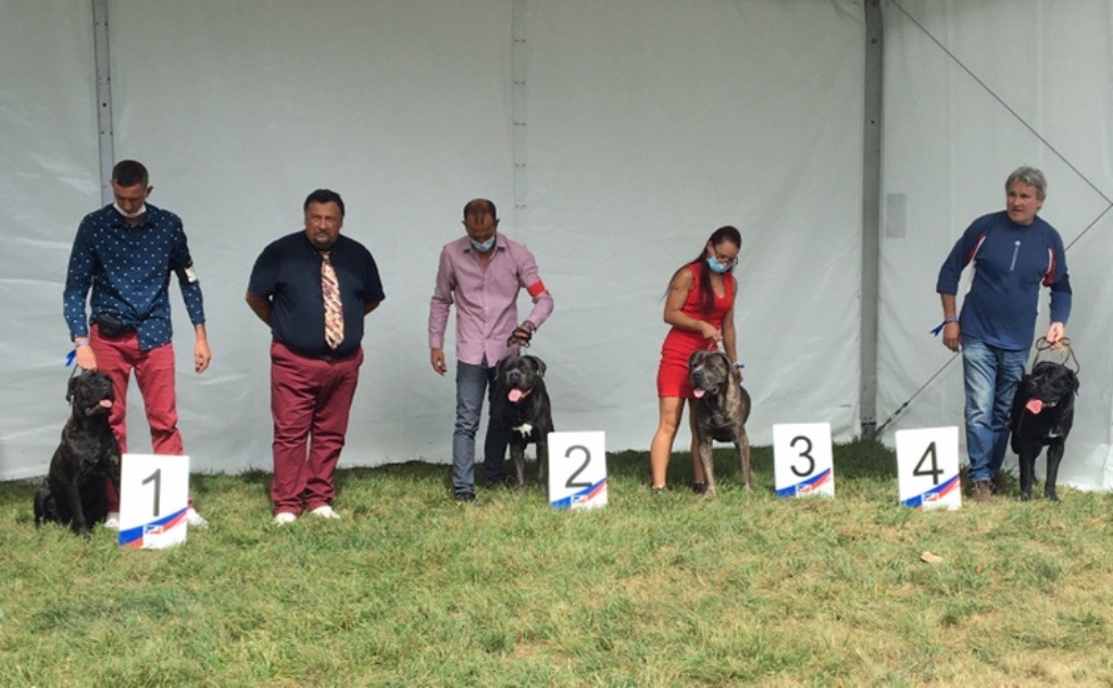 CH. Raiko Des Gardiens Des Sept Collines - 2ème très bon classe jeune mâle