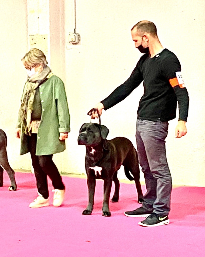 CH. Raiko Des Gardiens Des Sept Collines - 1er excellent classe intermédiaire RCACS RCACIB