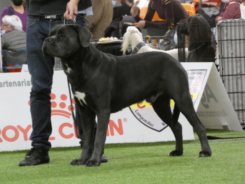 CH. Raiko Des Gardiens Des Sept Collines - 2ème excellent classe intermédiaire mâle