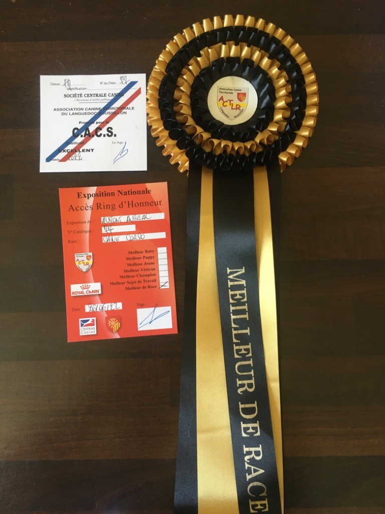 CH. Raiko Des Gardiens Des Sept Collines - 1er excellent classe intermédiaire CACS, meilleur de Race