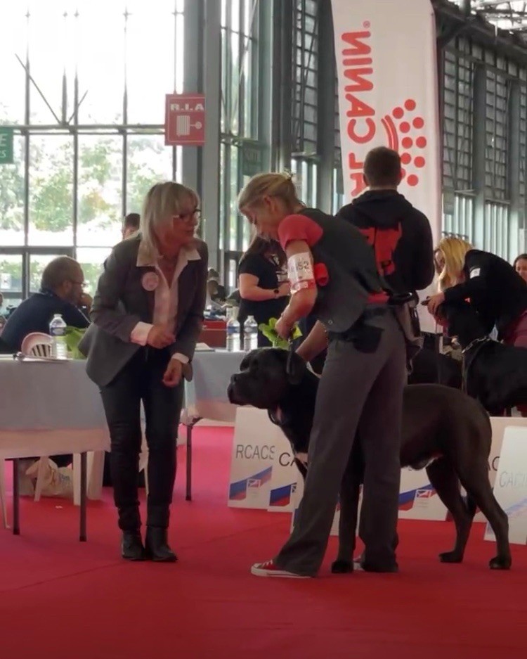 CH. Raiko Des Gardiens Des Sept Collines - 2eme excellent classe intermédiaire