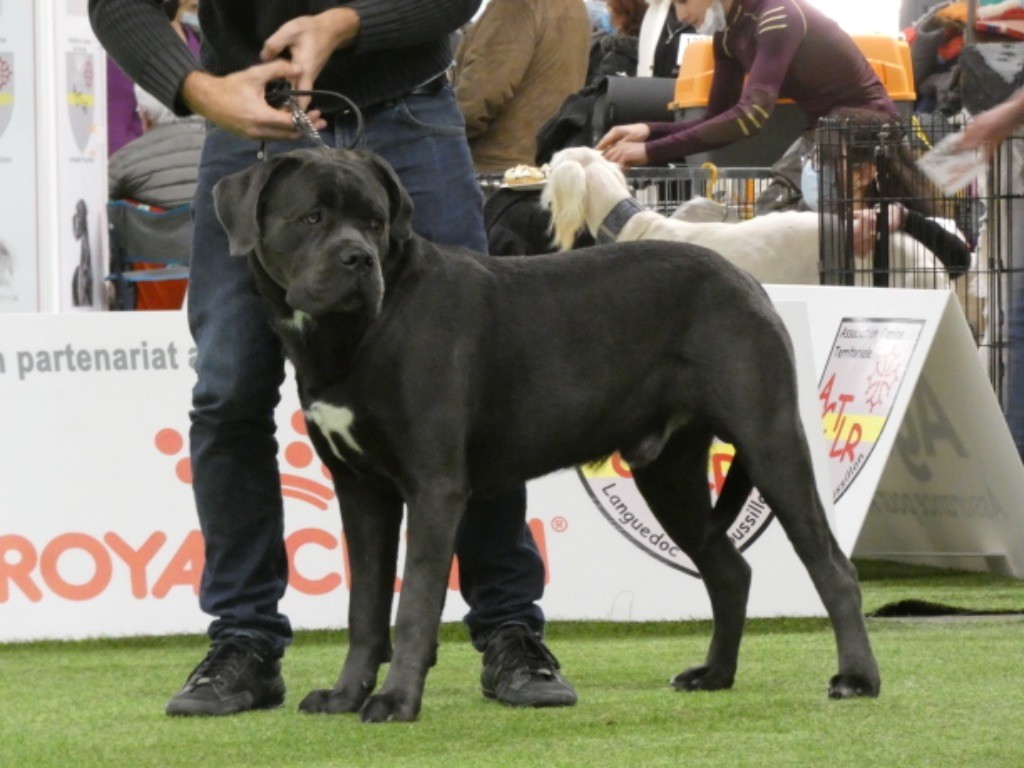 CH. Raiko Des Gardiens Des Sept Collines - 2ème excellent classe intermédiaire