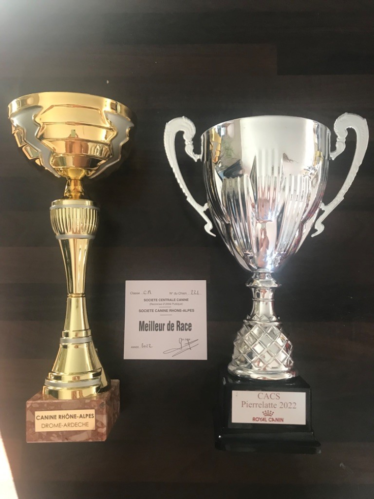 CH. Raiko Des Gardiens Des Sept Collines - 1er excellent classe champion Meilleur de Race 1er du groupe 2 sur ring honneur