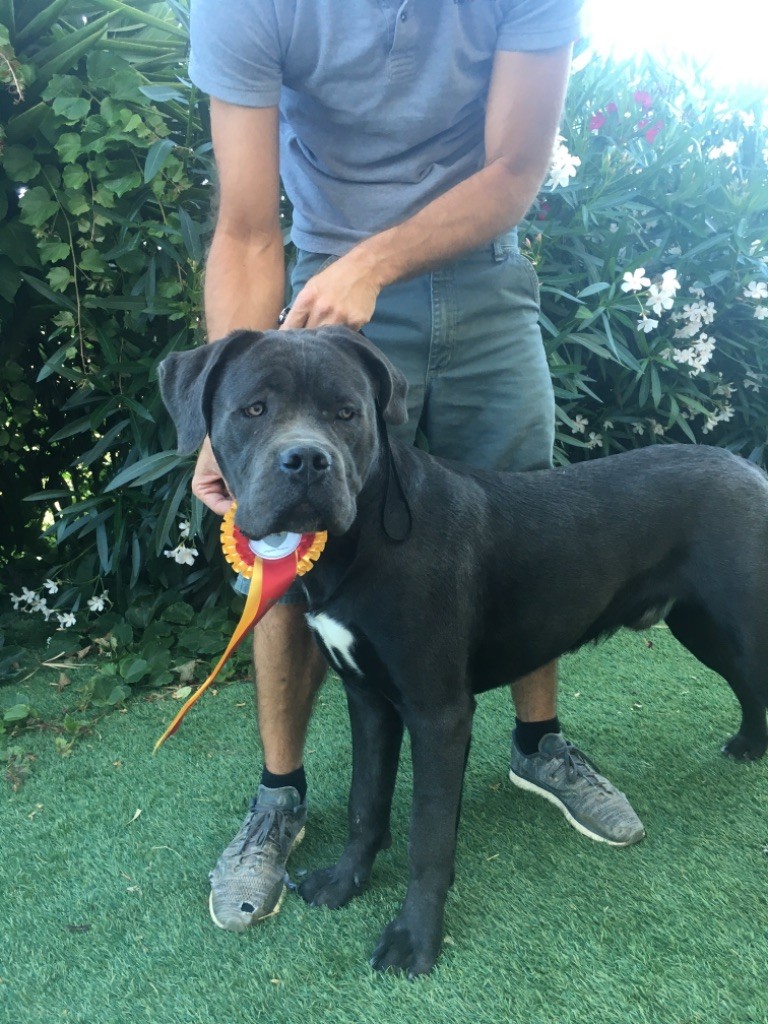 CH. Raiko Des Gardiens Des Sept Collines - 3ème excellent classe jeune