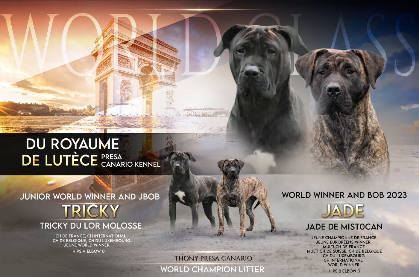 CHIOT 6 - Dogo Canario