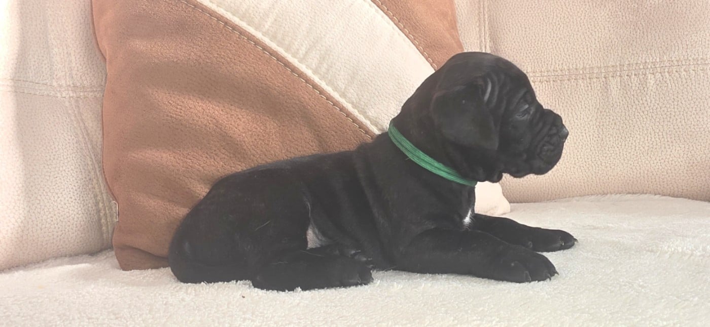 Dogo Canario - Du Royaume De Lutece