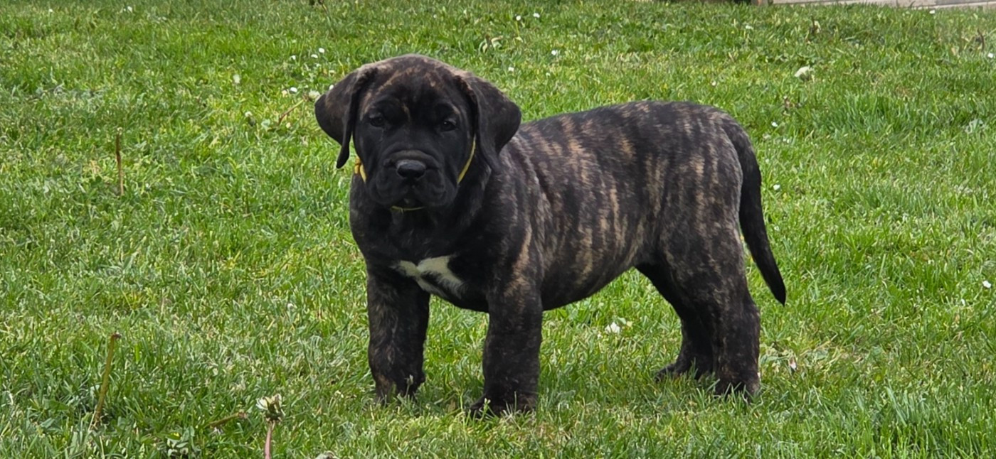 Dogo Canario - Du Royaume De Lutece